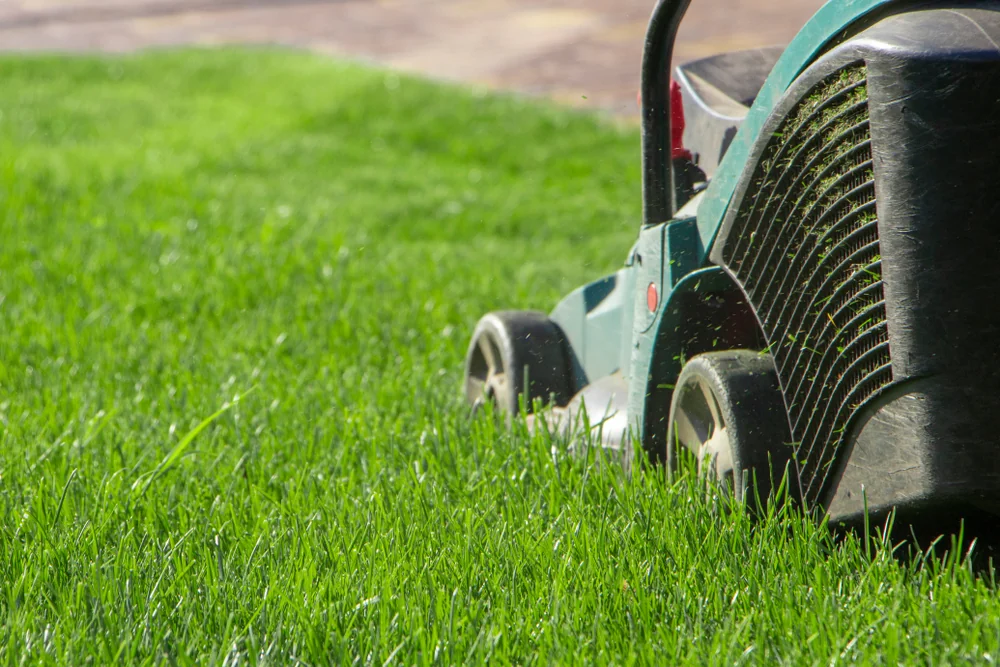 Premium Townsville turf