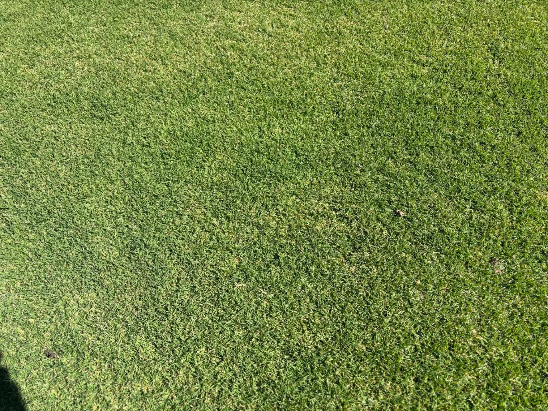 Zoysia Matrella