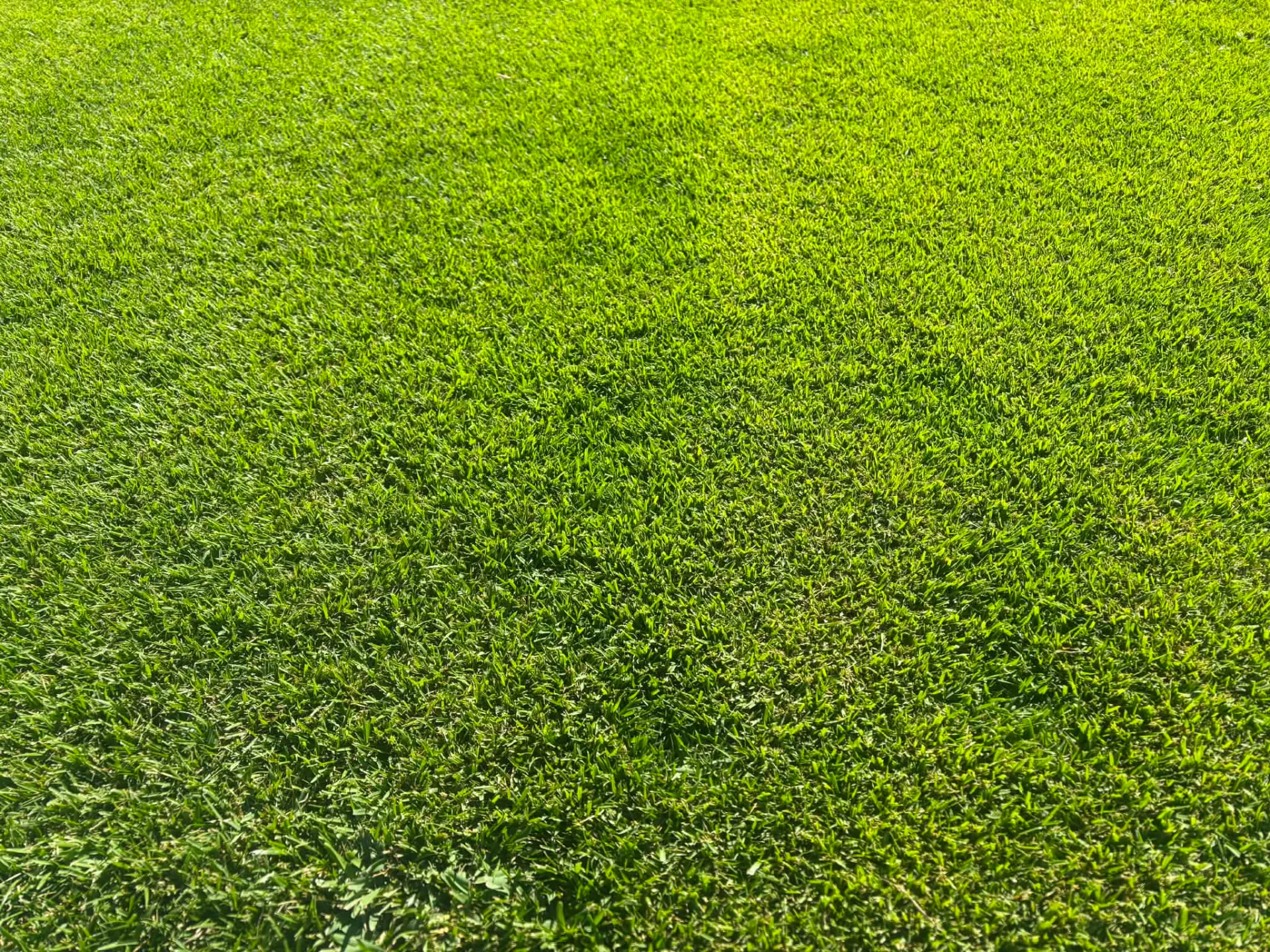 Zoysia Nara