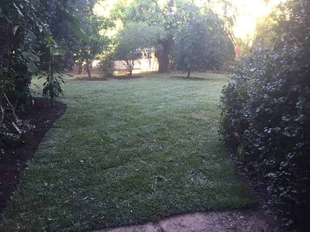 Premium Townsville turf