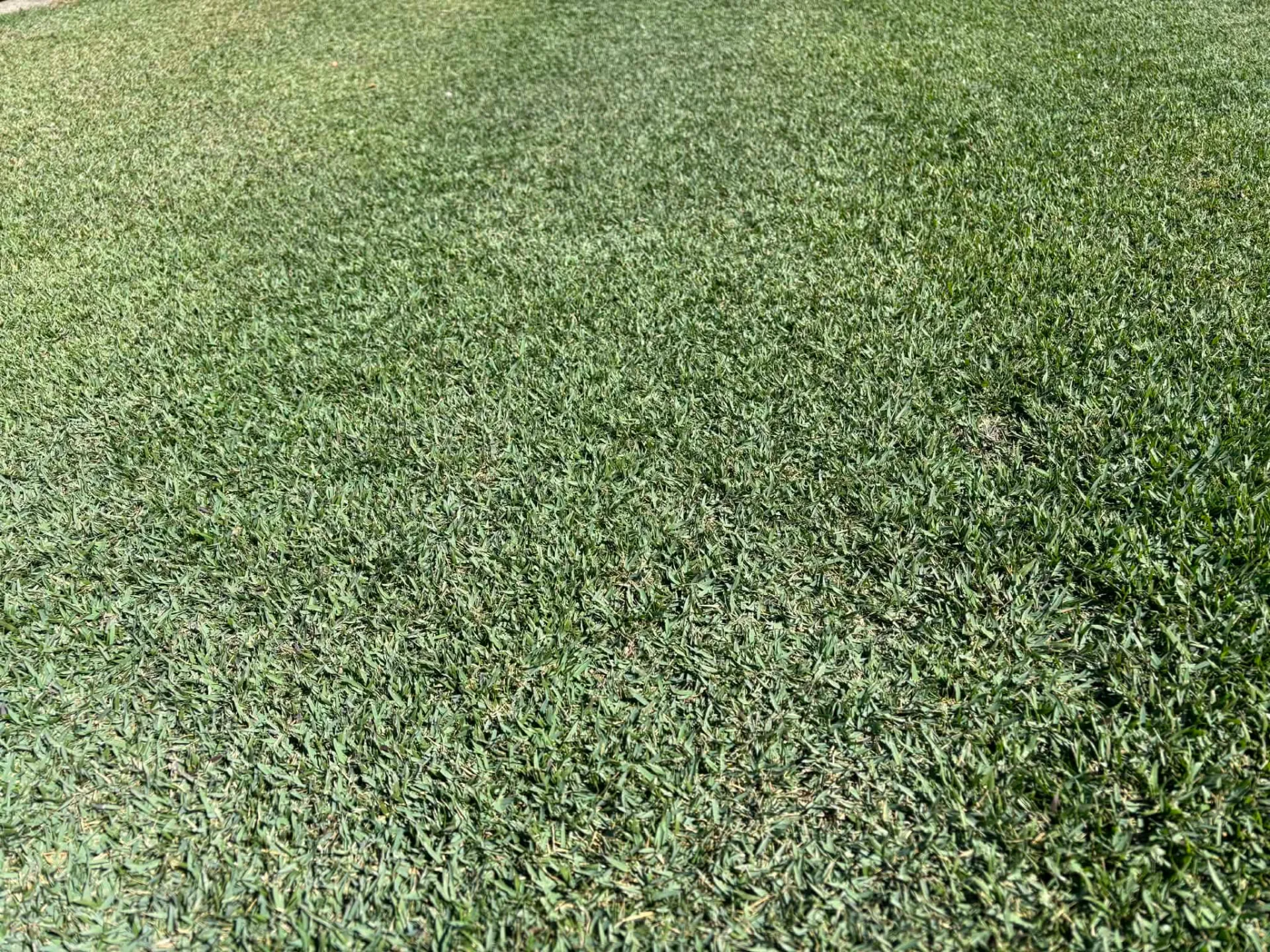 Zoysia ZT-11