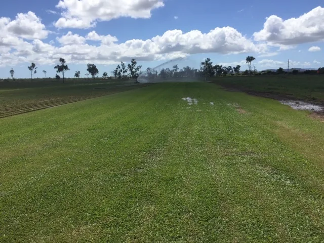 Premium Townsville turf