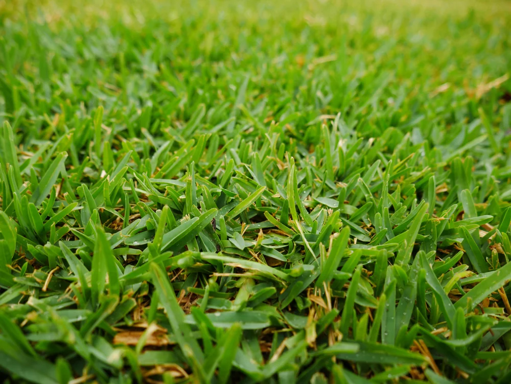 Premium Townsville turf